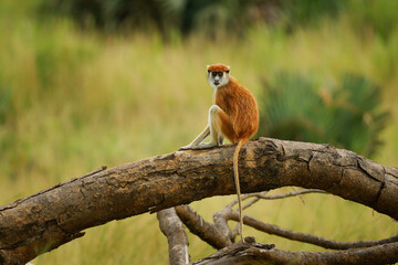 Common patas monkey - Erythrocebus patas also hussar monkey, ground-dwelling monkey distributed in the West and East Africa, stand and guard on the tree, feed on the ground