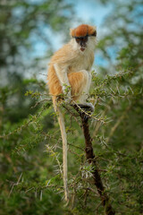 Common patas monkey - Erythrocebus patas also hussar monkey, ground-dwelling monkey distributed in the West and East Africa, stand and guard on the tree, feed on the ground