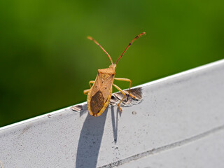 ガードレールに止まるホシハラビロヘリカメムシ