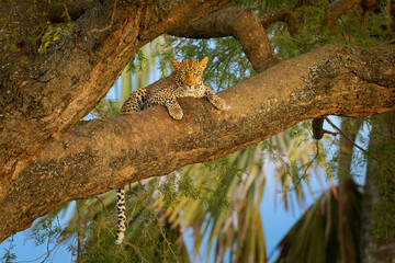 Leopard - Panthera pardus, big spotted yellow cat in Africa, genus Panthera cat family Felidae,...