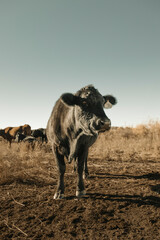 herd of black cows in ranch