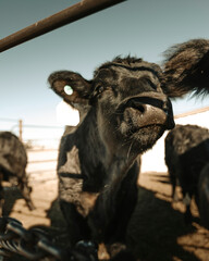 herd of black cows in ranch