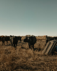 herd of black cows in ranch