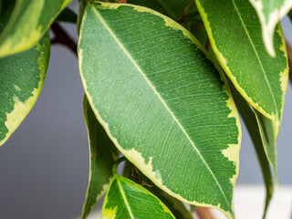 green juicy bright leaf of a home plant