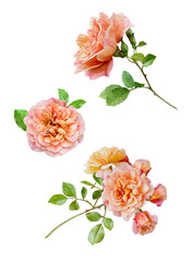 set of flowers roses in watercolor
