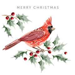 Christmas greeting card with cardinal bird, white background. Green holly twig, red berries. Vector illustration. Forest nature. Poster design template. Winter Xmas holidays