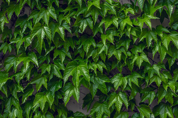 Green leaves of wild grapes. Background of green leaves of decorative grapes that grow on the wall.
Fresh grape leaves covering the wall. Natural green background from young green leaves, 
close-up - obrazy, fototapety, plakaty