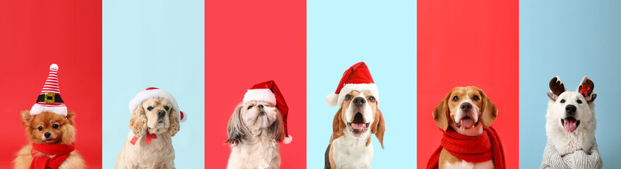 Collage with different dogs in Santa hats on color background