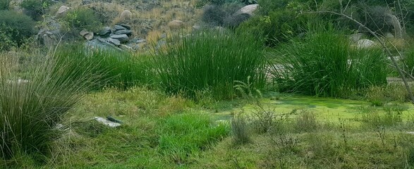 grass and water