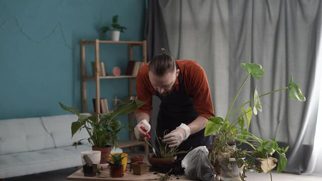 A man transplanting aloe vera into a new ceramic pot. Care and replanting of flowers in spring