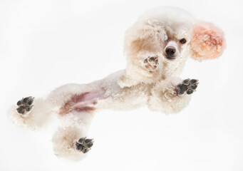 Soft Poodle curls in a high-key studio setting, paws gracefully poised. The gentle fluffiness of...