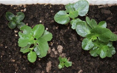 plants in a garden