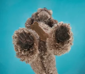 Fotobehang Underneath view of a poodle with paws reaching out, studio shot captures a unique perspective. The dog fur contrasts with a treat held between its toes © annaav