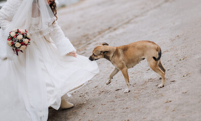 A homeless dog, the animal is playing, frolicking with the bride, biting the white dress. Wedding...