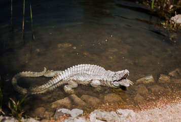 An artificial crocodile made of stone with an open mouth lies in a lake in nature. Animal photography, decor, design.