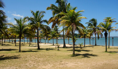 Fototapeta na wymiar palm trees in beach in Vitoria city on summer daytime. Espirito Santo, Brazil