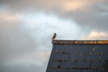 A starling in sunlight sits on the edge of a roof against a cloudy autumn sky at sunset. Concept of nature, freedom or readiness for change