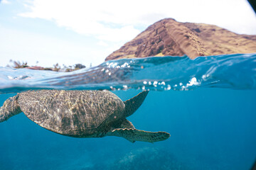 Snorkeling with Wild Hawaiian Green Sea Turtles in the Beautiful Ocean in Hawaii 