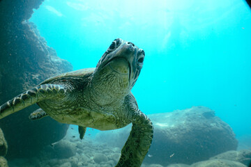 Naklejka na ściany i meble Snorkeling with Wild Hawaiian Green Sea Turtles in the Beautiful Ocean in Hawaii 