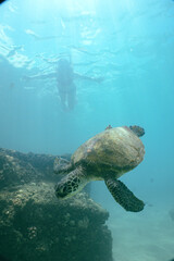 Snorkeling with Wild Hawaiian Green Sea Turtles in the Beautiful Ocean in Hawaii 
