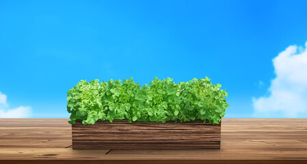 Natural lettuce in a wooden container On the wooden table, sky background
