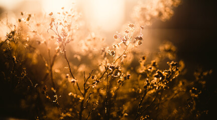 Dry withered flowers in autumn are illuminated by the rays of the rising sun on a foggy morning....