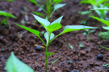 Close up photo of red chili seeds