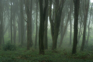 Sintra Forest in Fog. Portugal. - obrazy, fototapety, plakaty
