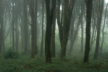 Fotobehang Sintra Forest in Fog. Portugal. © mzabarovsky