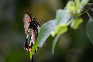 Beautiful butterfly, Papilio memnon, the great Mormon, is a large butterfly photographed in Indonesia that belongs to the swallowtail family.