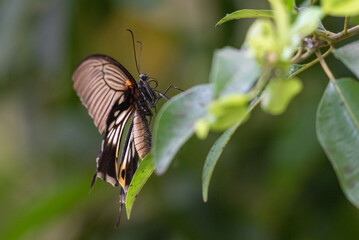 Beautiful butterfly, Papilio memnon, the great Mormon, is a large butterfly photographed in Indonesia that belongs to the swallowtail family.