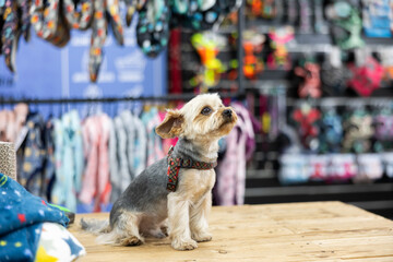 Little cute Yorkshire terrier sitting on table in pet shop against background of colorful shelves...