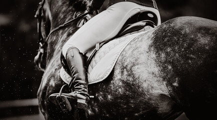 A rider gallops in the saddle on a dappled gray horse on a summer day. Equestrian sports and horse...