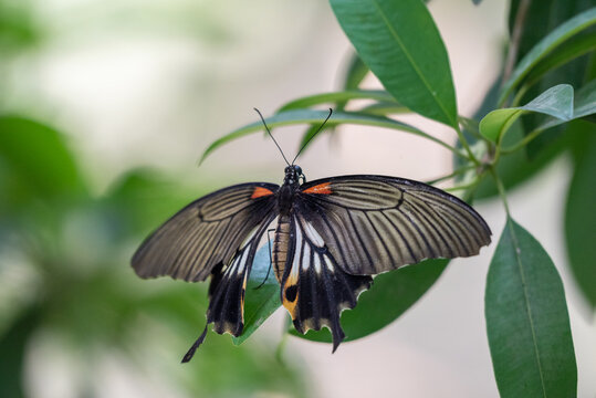 Beautiful butterfly, Papilio memnon, the great Mormon, is a large butterfly photographed in Indonesia that belongs to the swallowtail family.