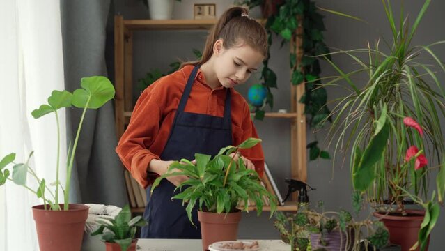 Houseplants diseases and sun burn. Diseases disorders identification and treatment, hands cutting damaged leaves.