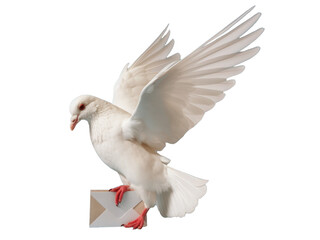 A white dove for Valentine's Day isolated on transparent background.