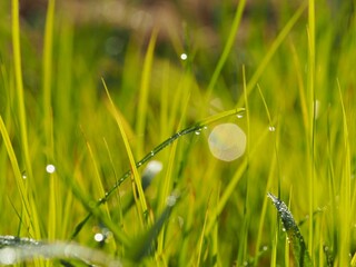 朝露のおりた草むら　キラキラ光るしずく