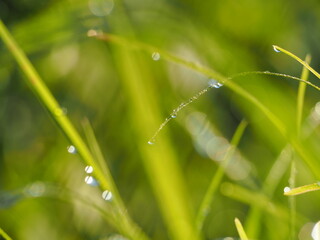 朝露のおりた草むら　キラキラ光るしずく