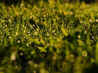 朝露のおりた草むら　キラキラ光るしずく
