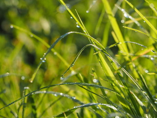 朝露のおりた草むら　キラキラ光るしずく