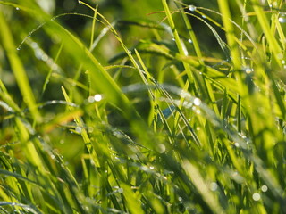 朝露のおりた草むら　キラキラ光るしずく