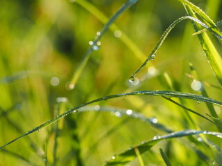 朝露のおりた草むら　キラキラ光るしずく