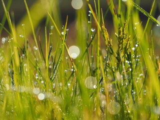 朝露のおりた草むら　キラキラ光るしずく