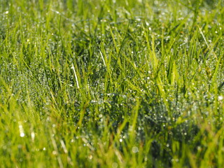 朝露のおりた草むら