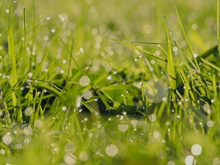 朝露のおりた草むら　キラキラ光るしずく