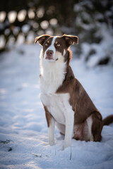 Australien Sheperd Border Collie Mischling im Schnee