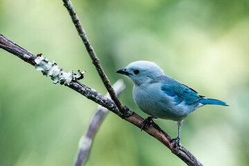 blue bird on tree branches in the foreground. Colombia. 
