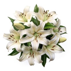 A bouquet of white lilies on a white background