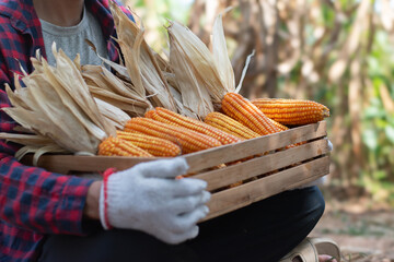 Asian boy holding and showing corncobs in hands on wooden basket in his own family cornfarmland,...