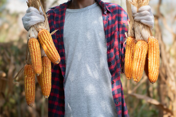 Young asain boy holds bunches of corncob which picked from his own family corn garden in harvest...